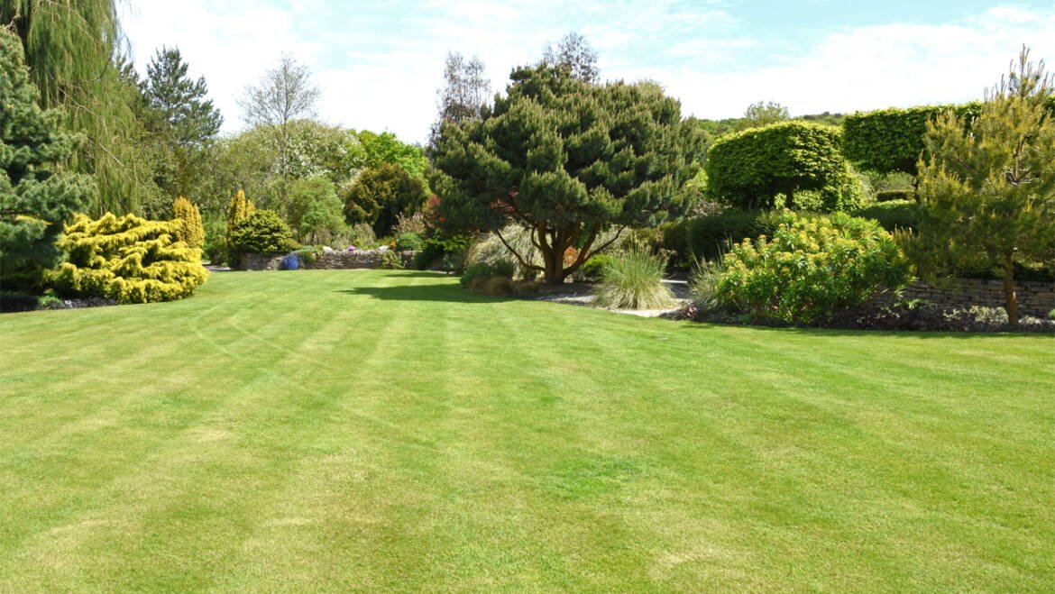 Lawn Mowing