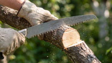 Tree Surgery and Shrub Pruning Services
