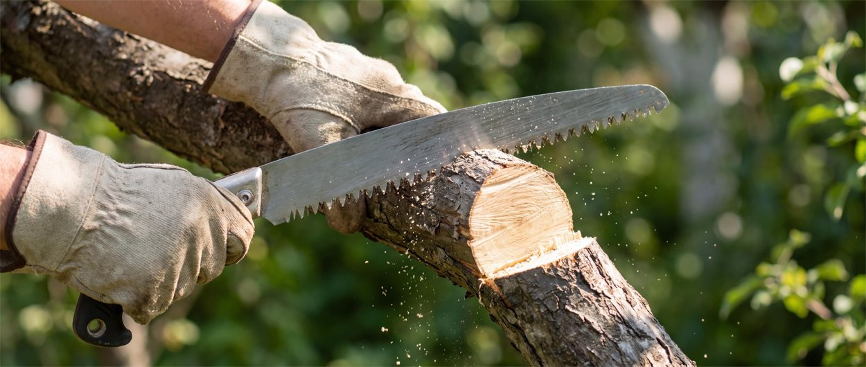 Tree Surgery and Shrub Pruning Services